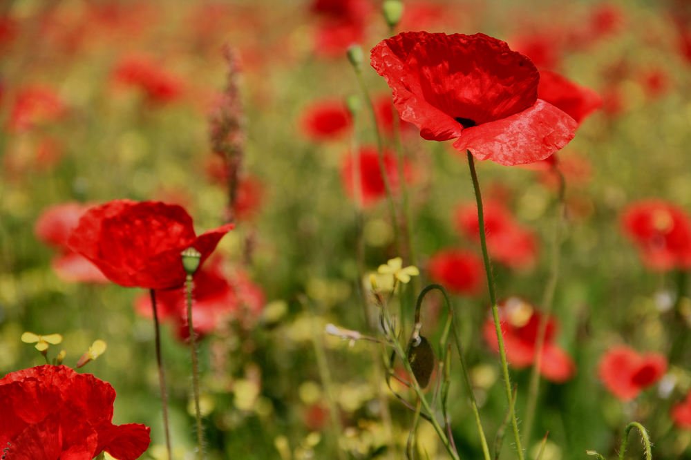 Photograph by sergio maritan