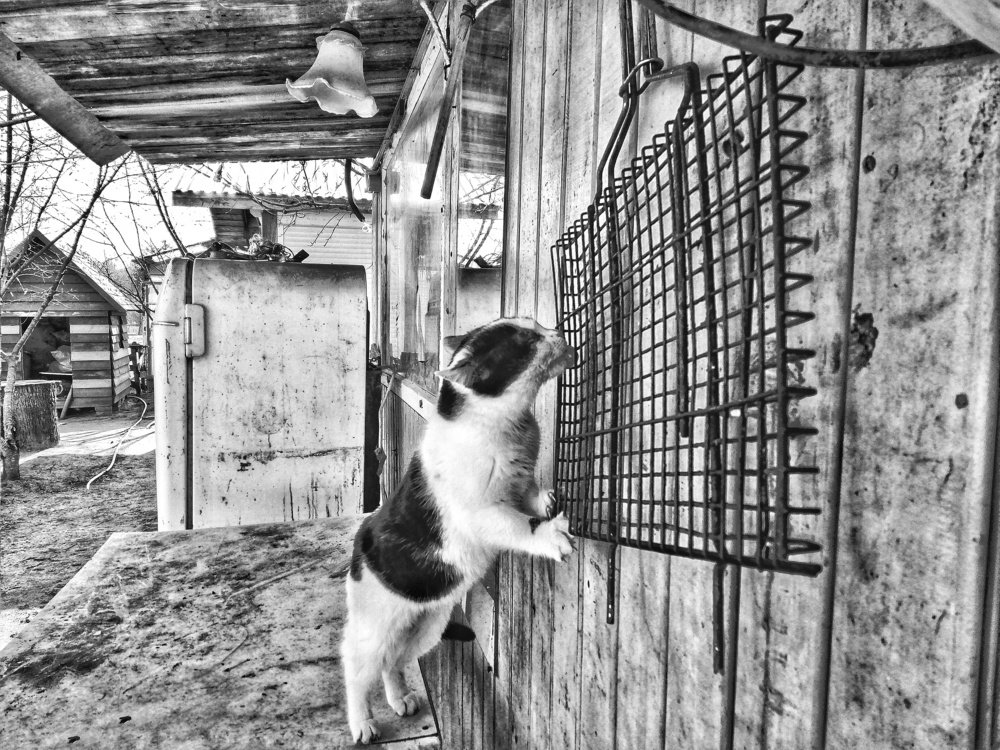 Photograph by Алексей Фастовец