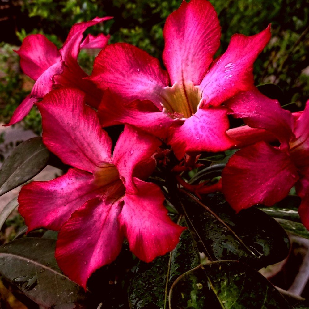 Photograph by viki arisandi