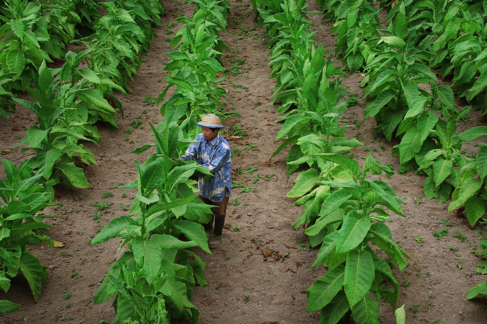 Tobacco Farmer