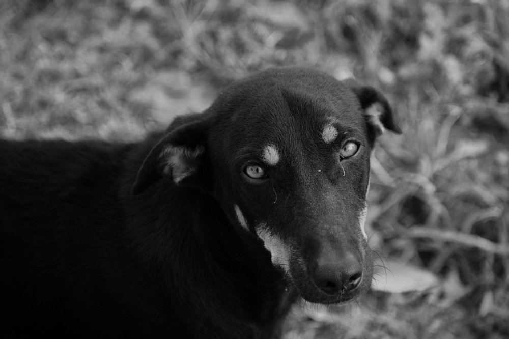 Фотография автора ABHISHEK SHAH