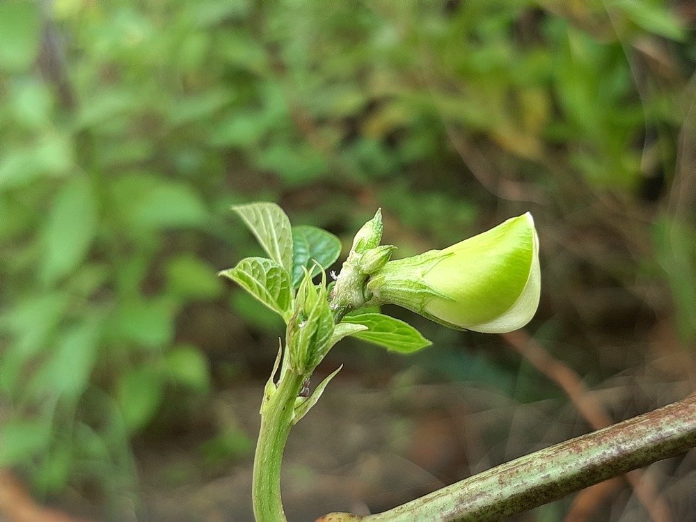 Photograph by Amarjit Mandal