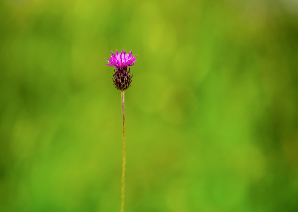Полевой цветок