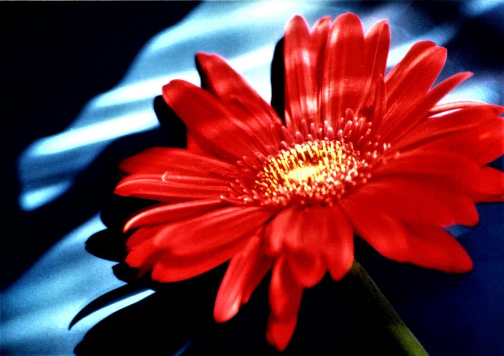 Photograph by Dinel Teodorescu