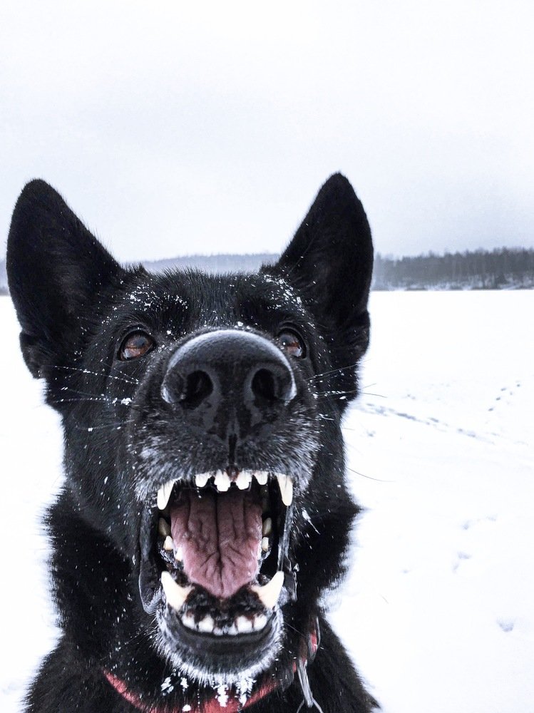«Снежинки ртом ловила»