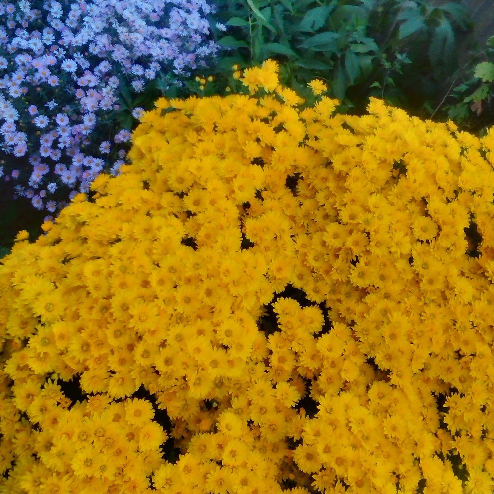 Фотография автора zivka ivanovic