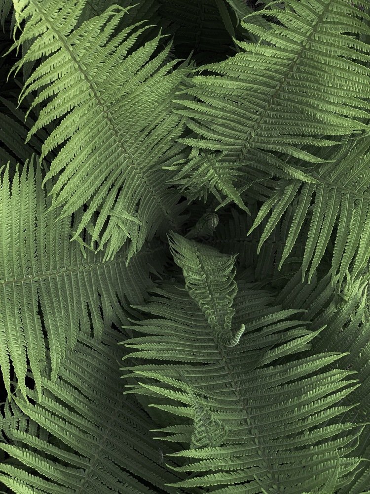 Папоротник