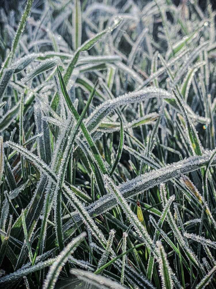 Морозная свежесть