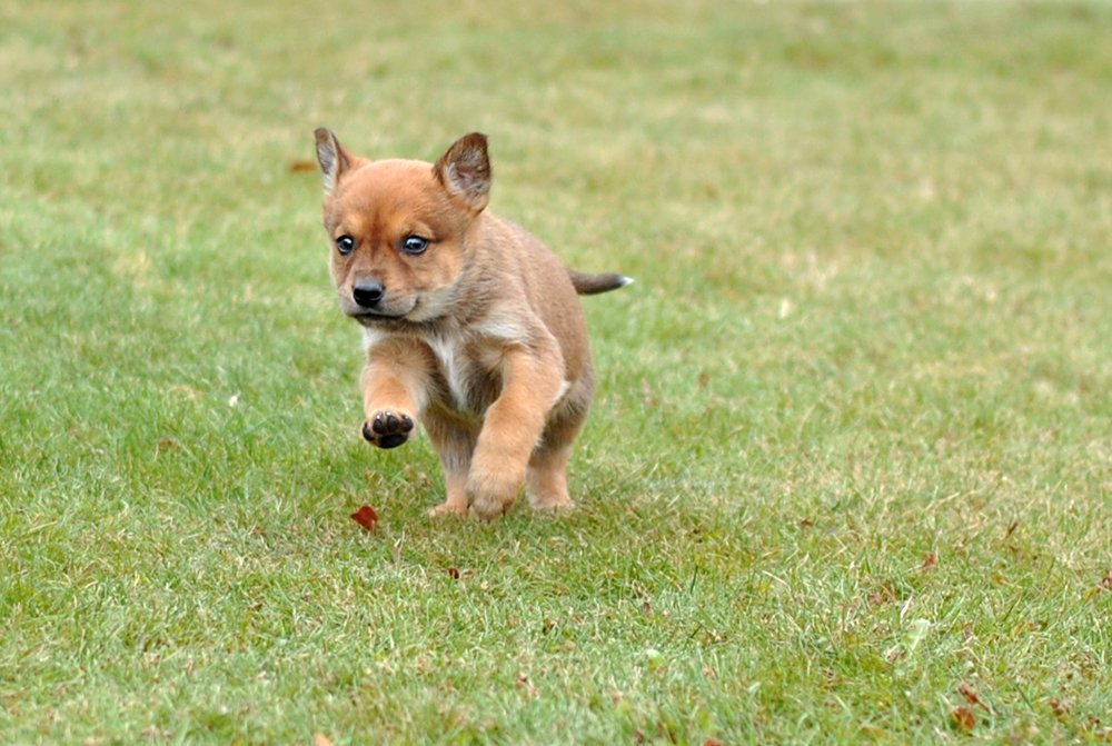 Быстрее ветра