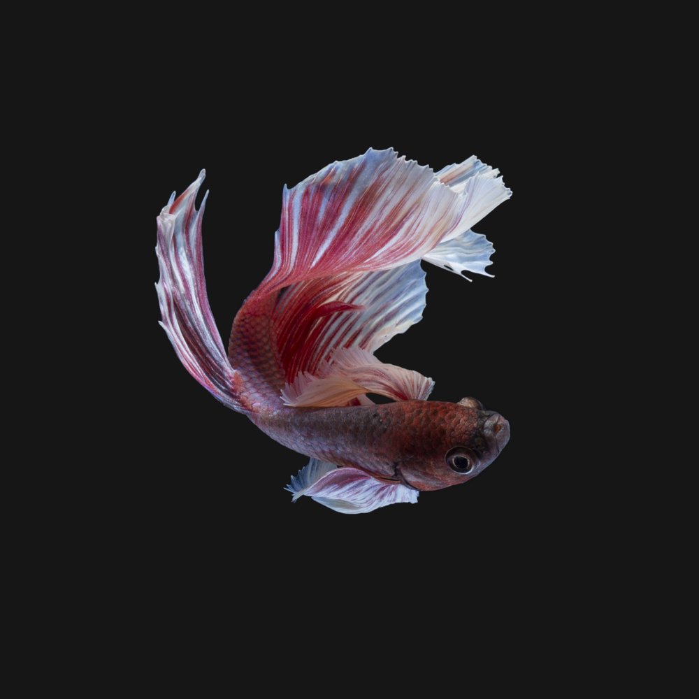 Photograph by Ronaldo Edson Reyes