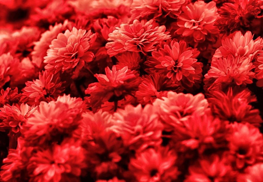 Photograph by Елена Венкова