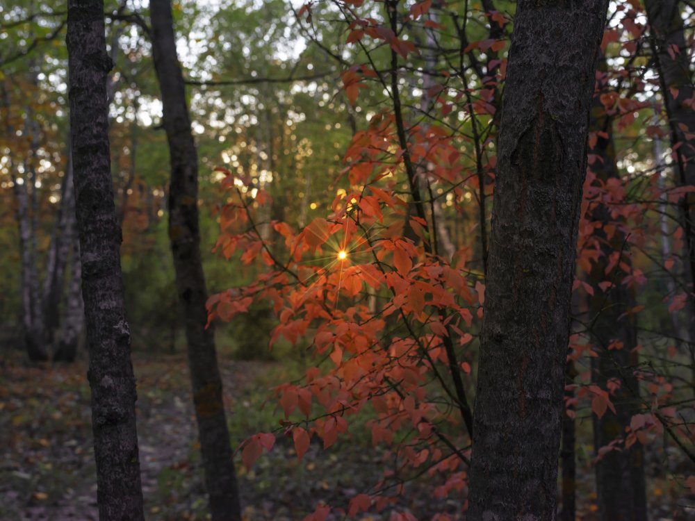 Photograph by Андрей Ляпин