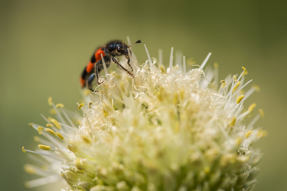 Высоко сижу, далеко гляжу..!