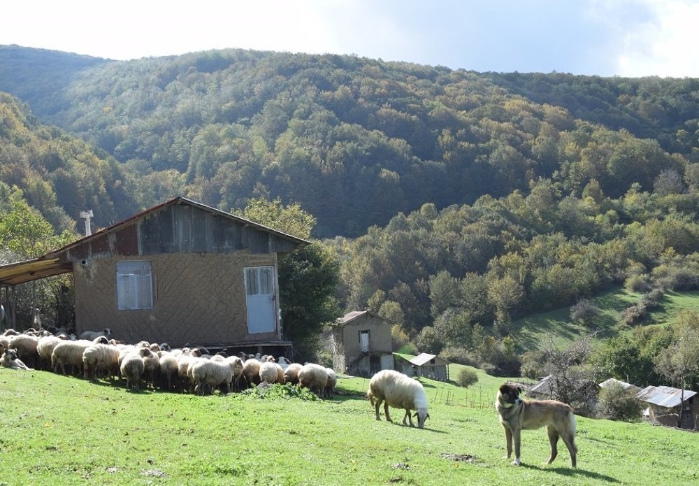 Photograph by Fereydoon ranjkesh