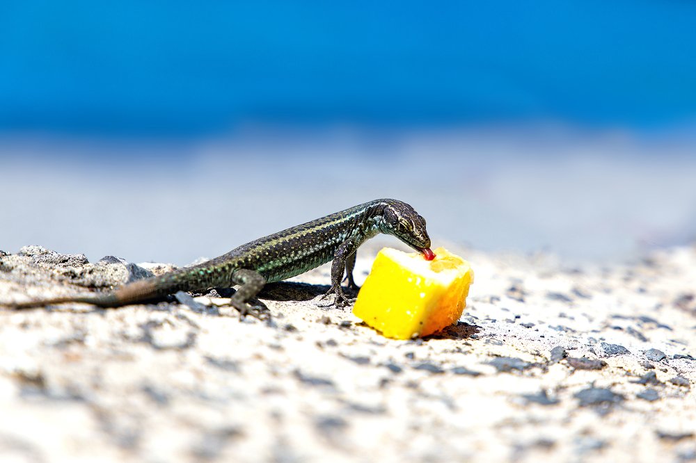 Photograph by Вера Лазарева