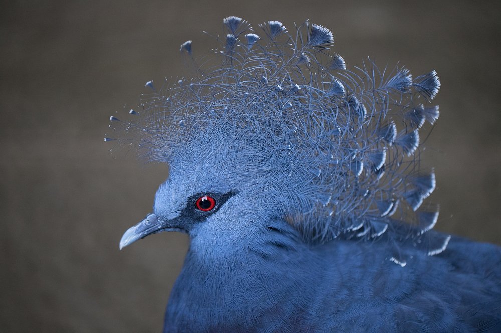 Новогвинейская голубка