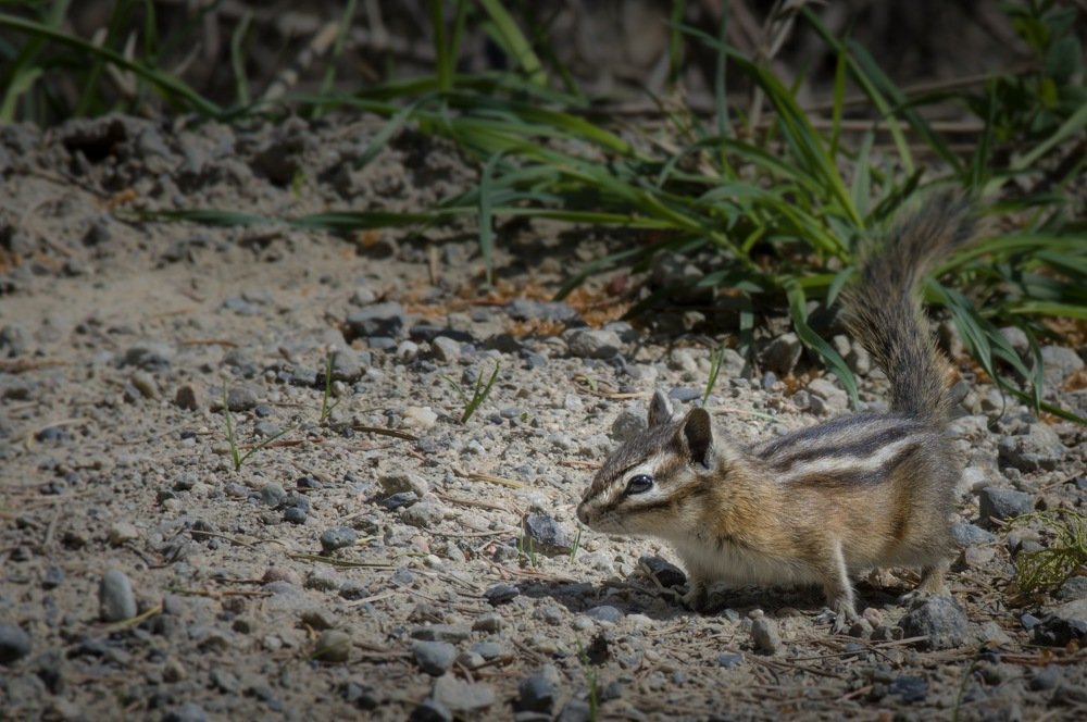 Photograph by Le pennetier