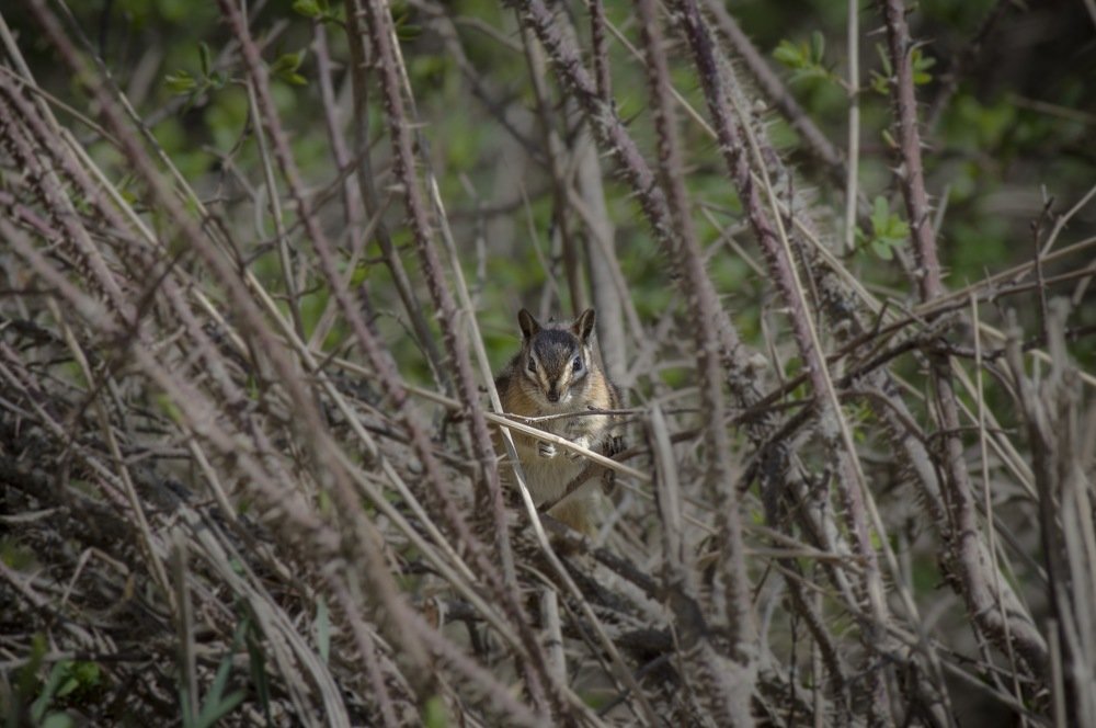 Photograph by Le pennetier