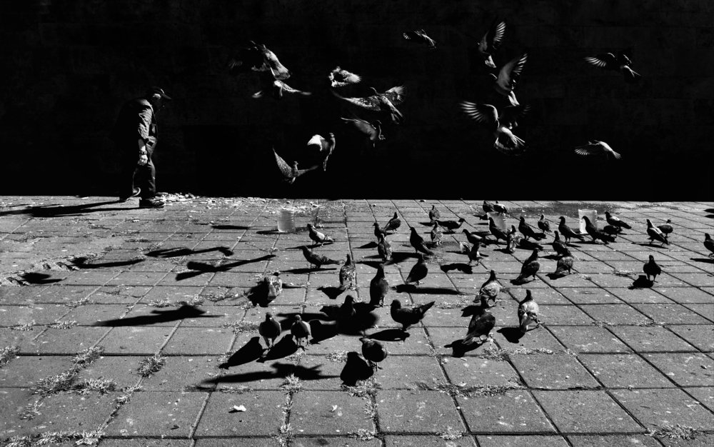 Birds