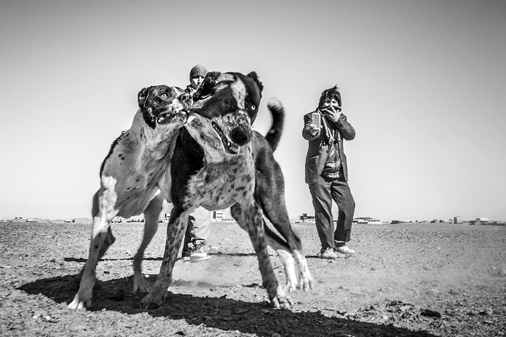 Photograph by javad parast