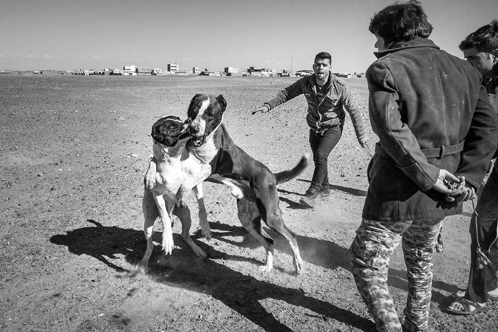 Photograph by javad parast