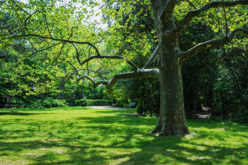 Средь весенней зелени