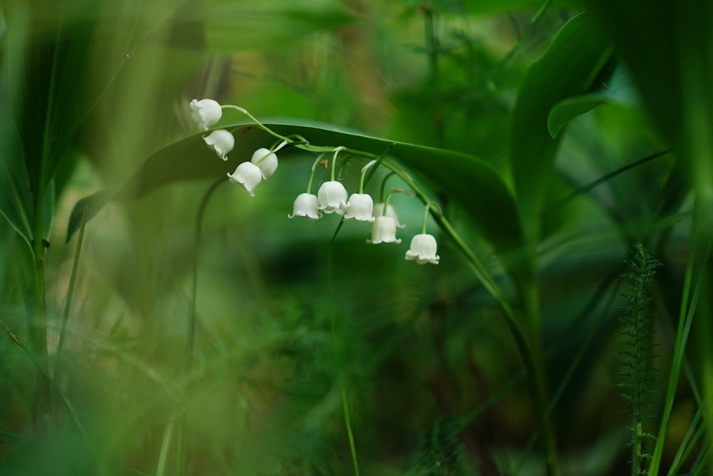 Photograph by Виктория Зайкова