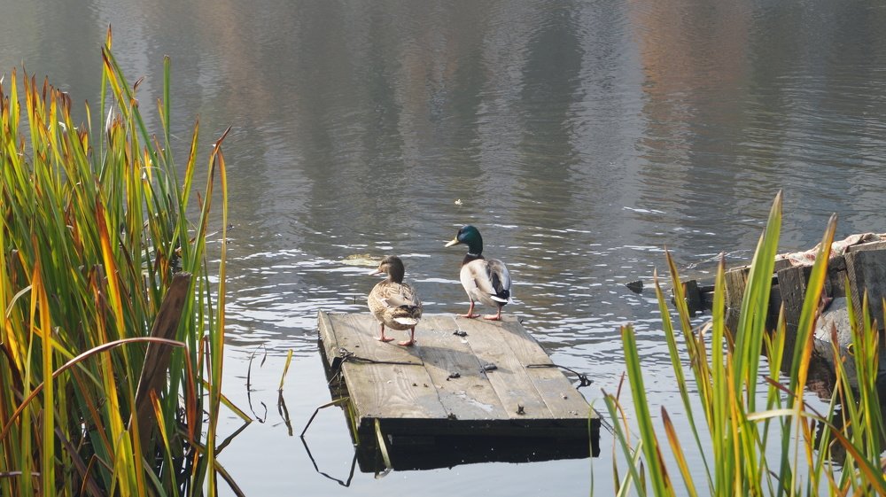 Фотография автора Наталия Привал