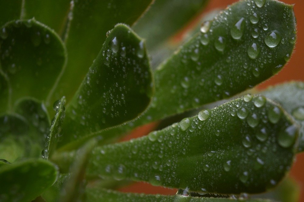 Photograph by Beatriz Games