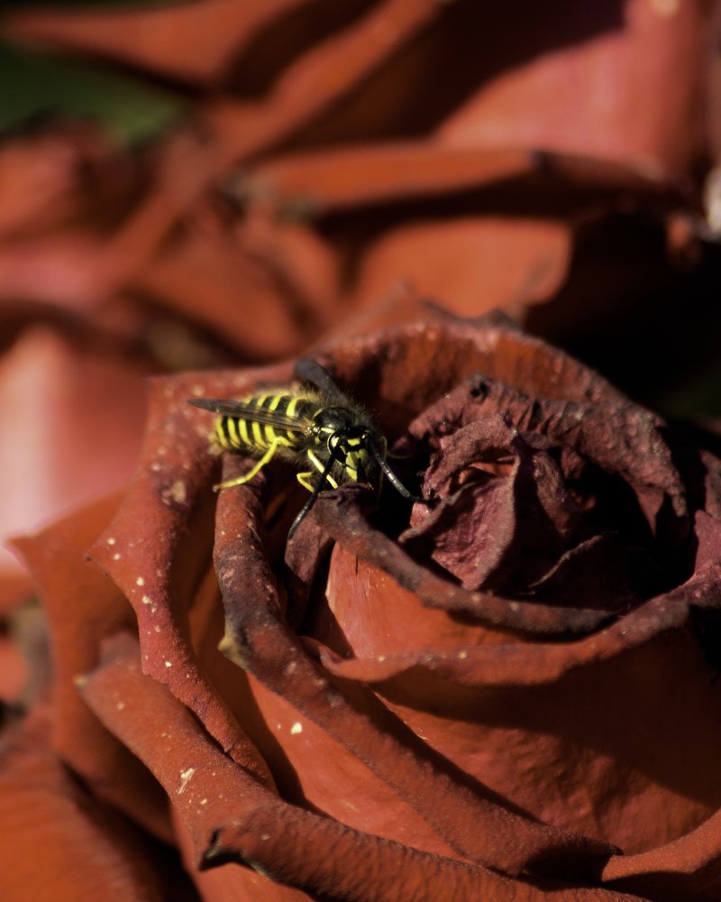 Photograph by Aleksandr Slyusarev