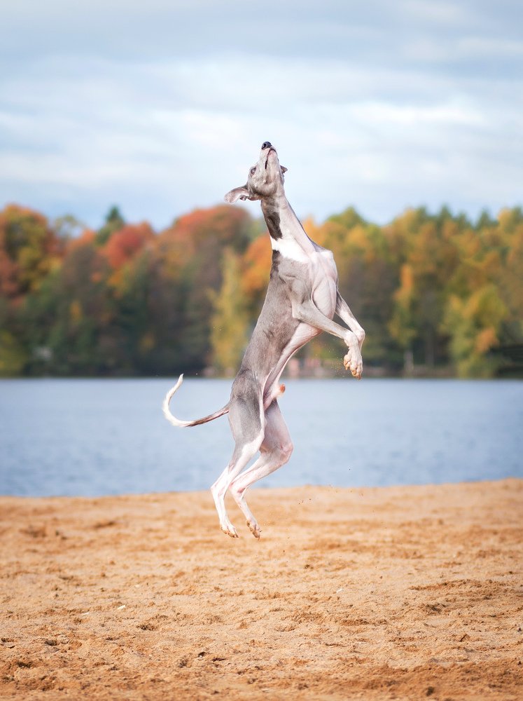 Photograph by Svetlana  Palaychuk