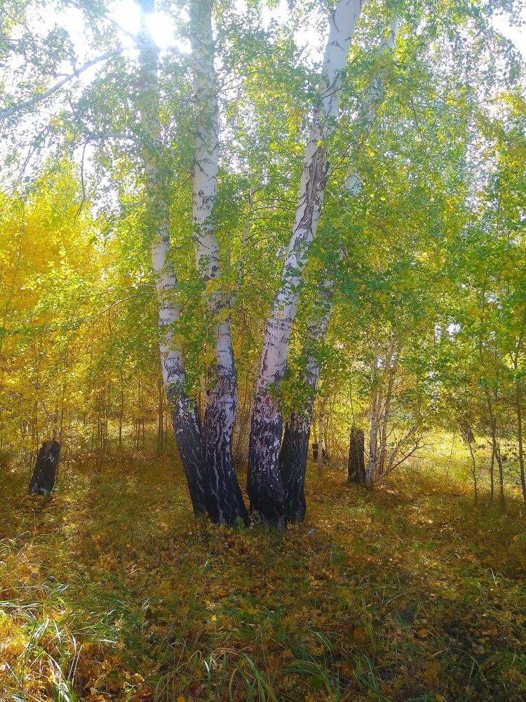 Photograph by Людмила Фризен