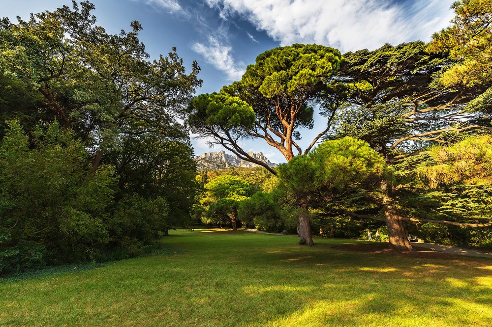 Зелень парка