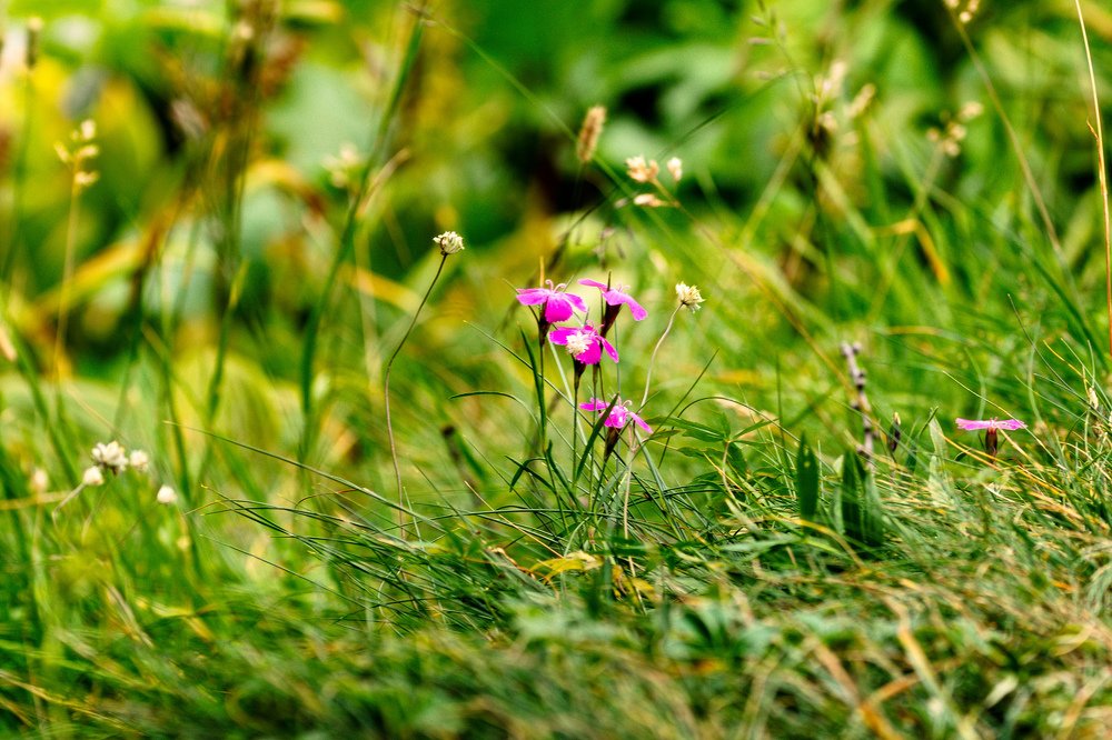 Photograph by Rémi Carbonaro
