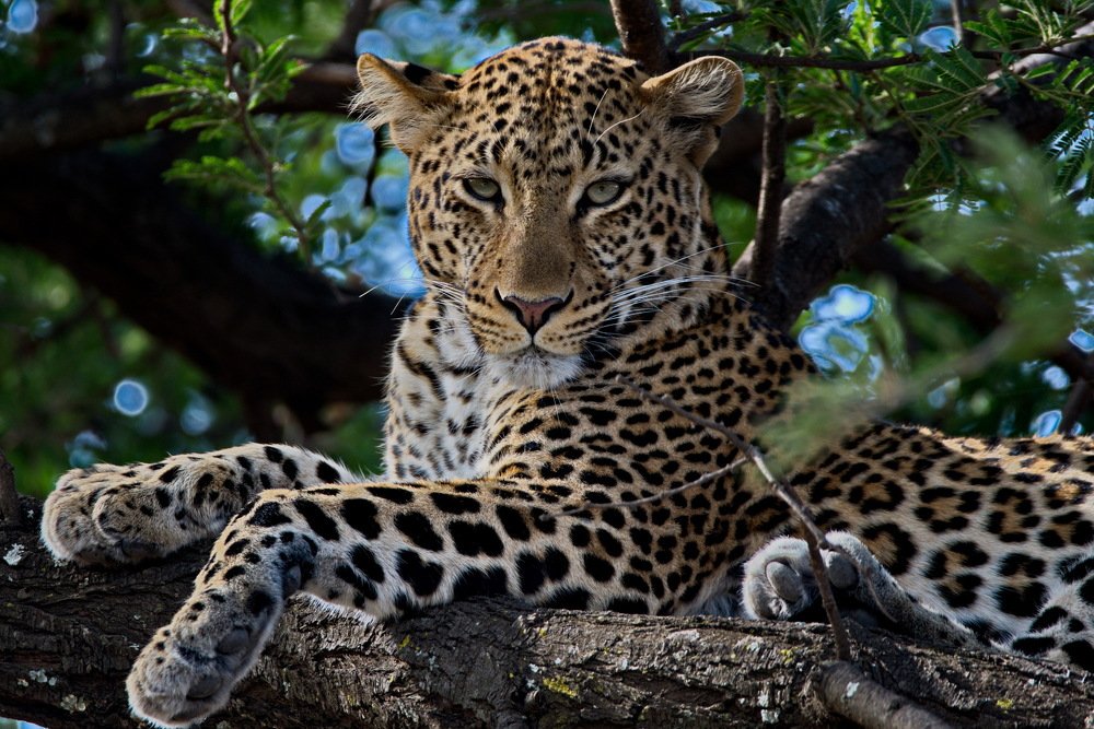 Photograph by Lev Prilutsky