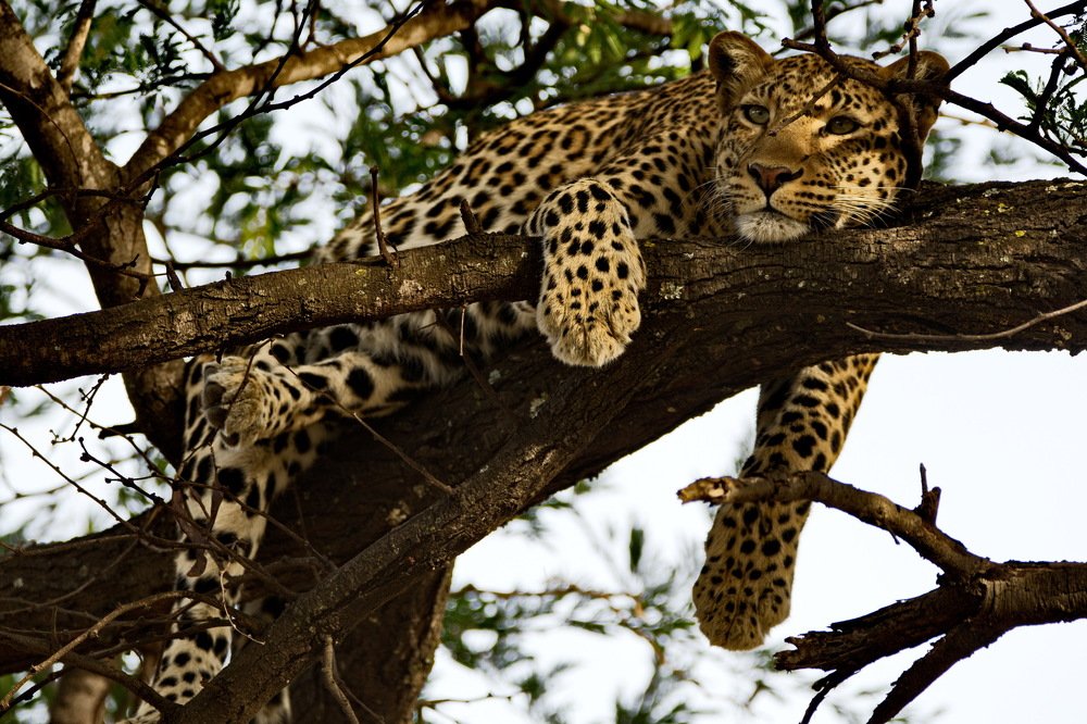 Photograph by Lev Prilutsky