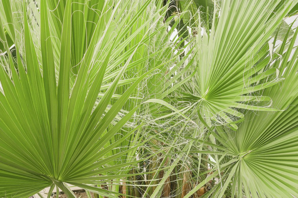 Photograph by Alexandr