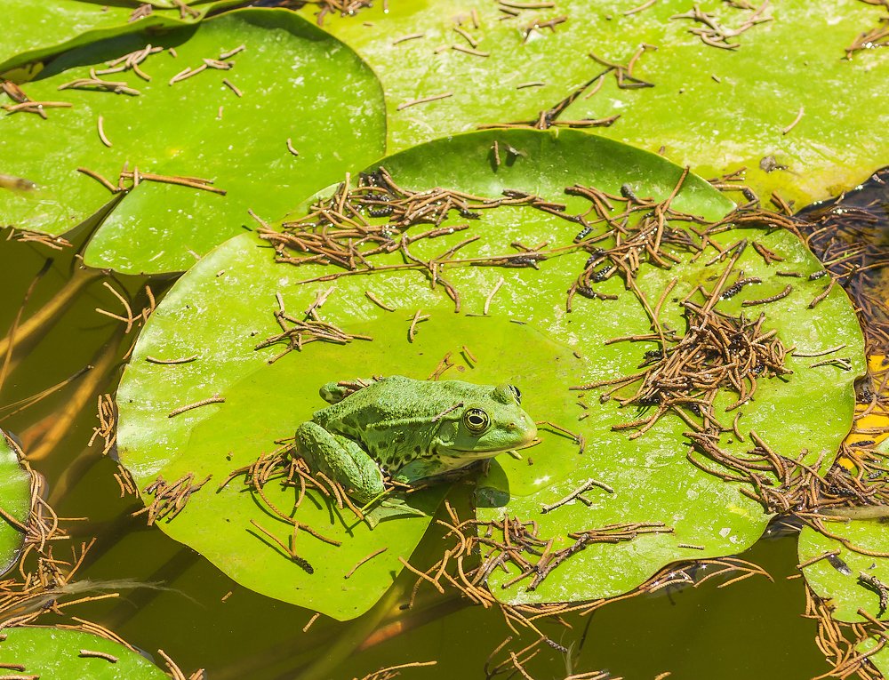 Photograph by Alexandr