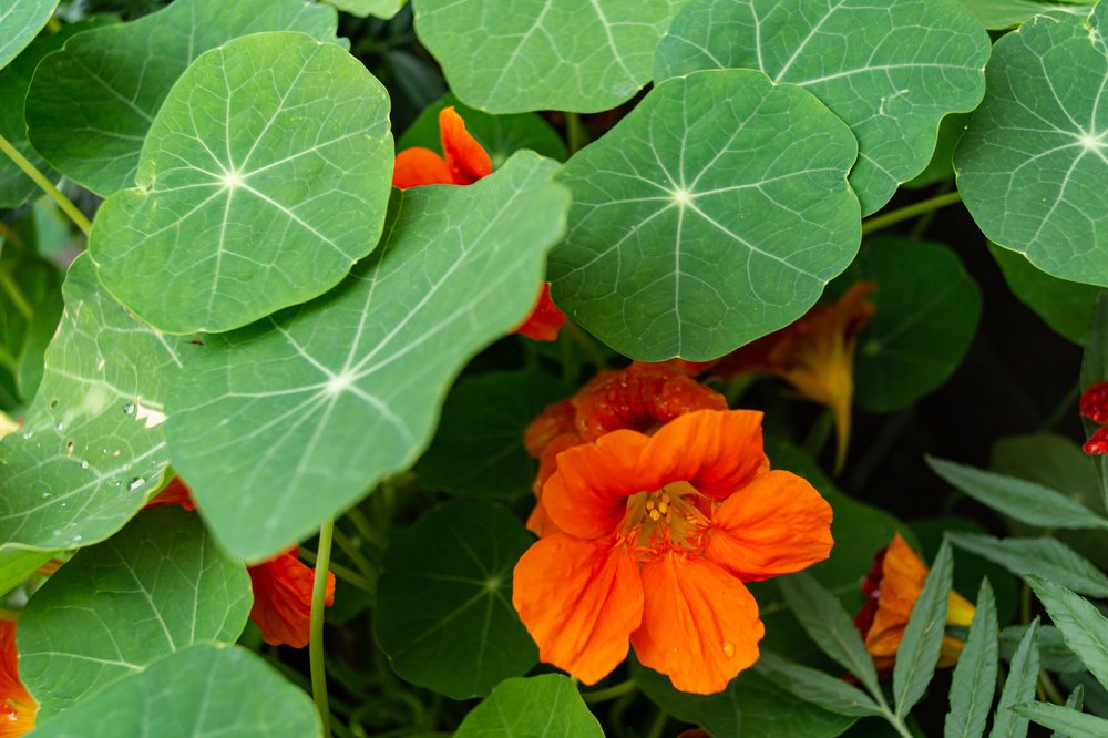 Photograph by Ирина Шабалина