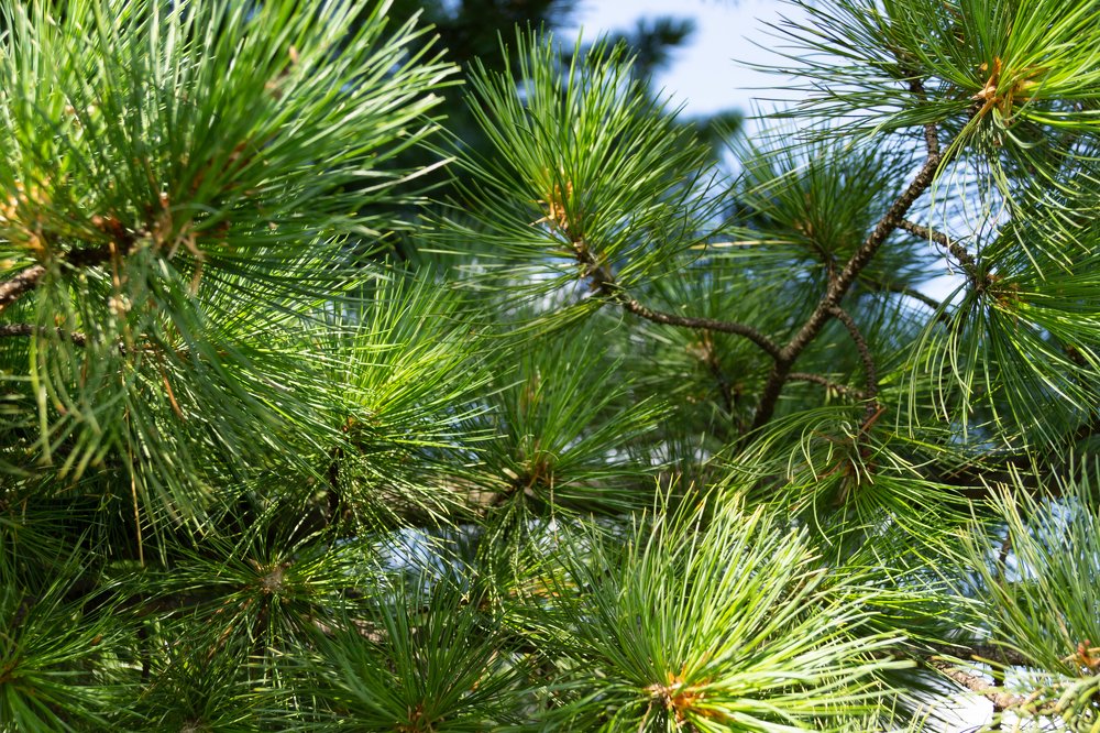 Photograph by Ирина Шабалина