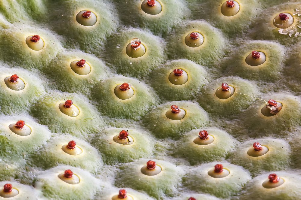 Семена лотоса