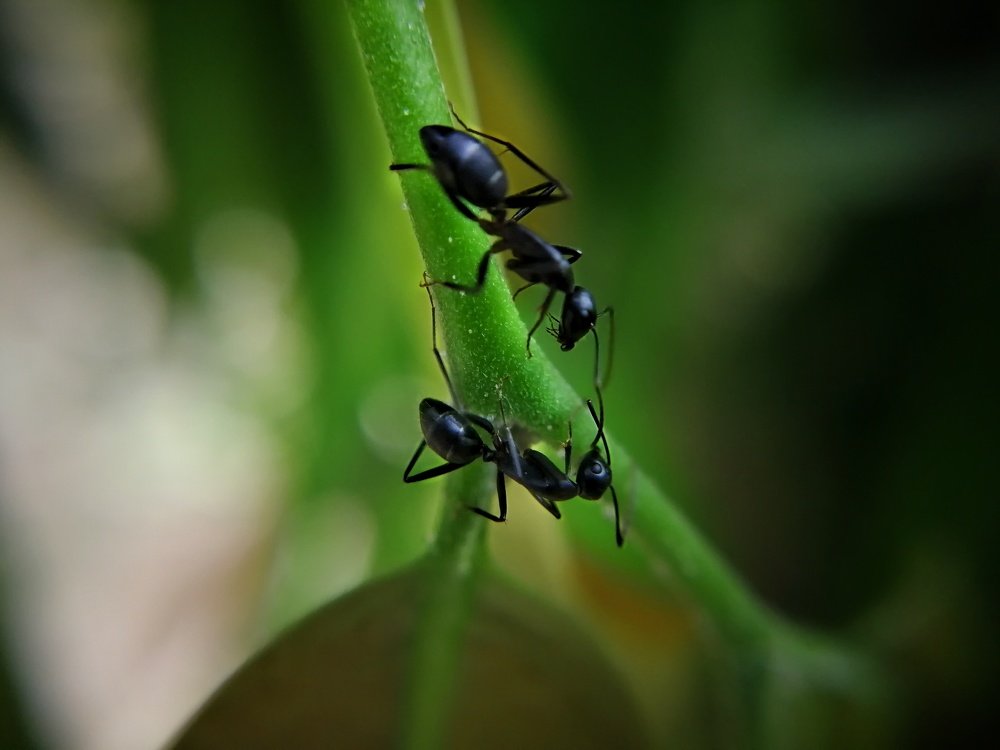 Photograph by DHIRAJ GOSWAMI