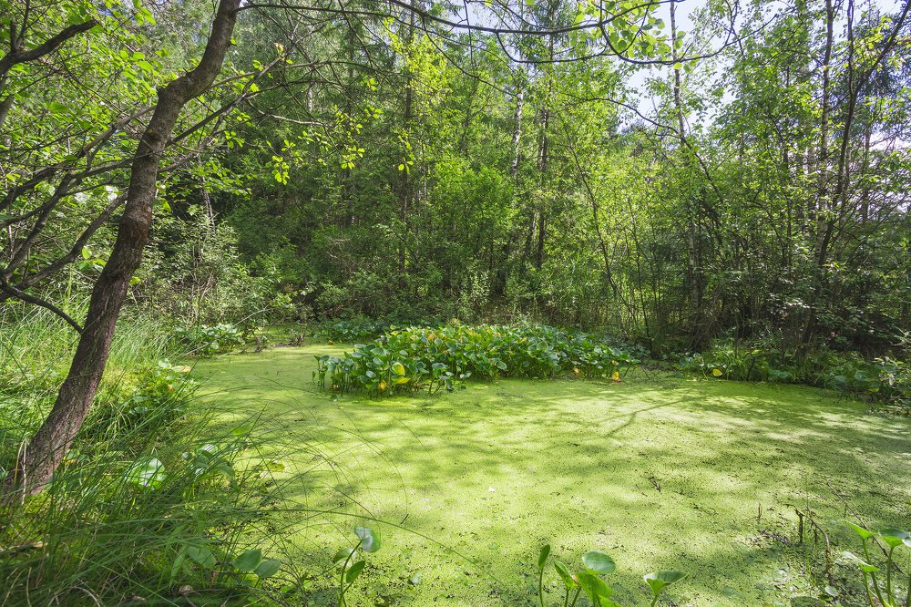 Photograph by Alexandr