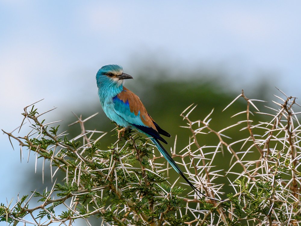 Abyssinian roller