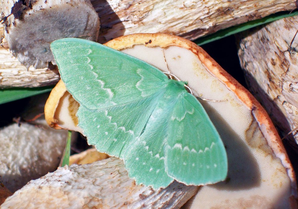 Photograph by Анна Евдокименко