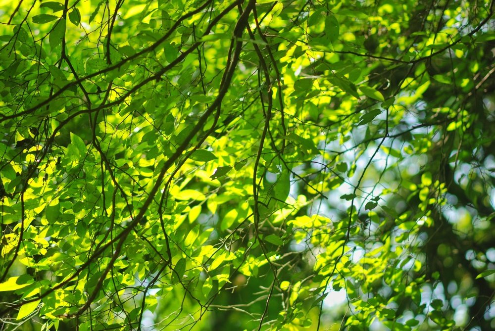 Green leafs are hanging on the branch