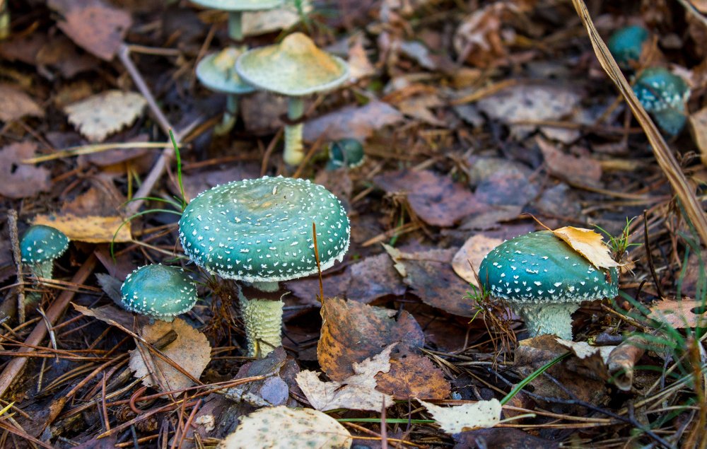 Photograph by Анна Евдокименко