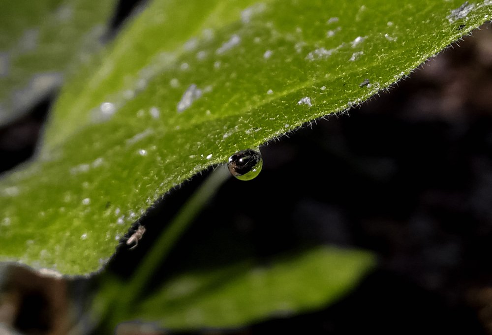 Dew drop on green leaf