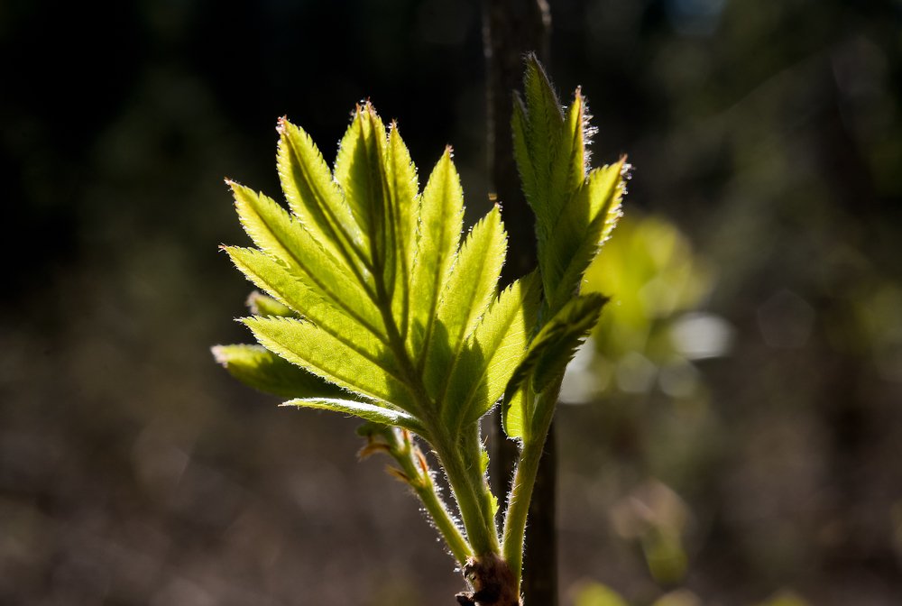 Photograph by Ольга Мендоса
