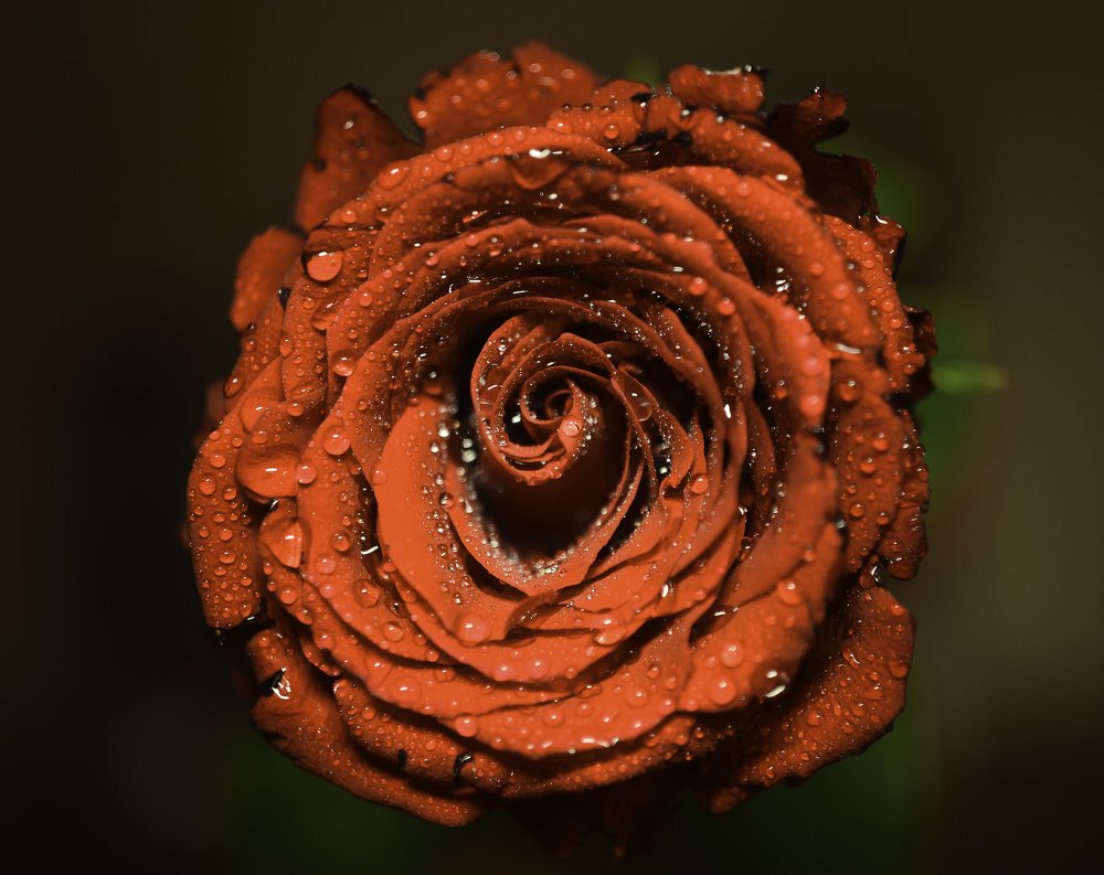 Photograph by Ольга Мендоса